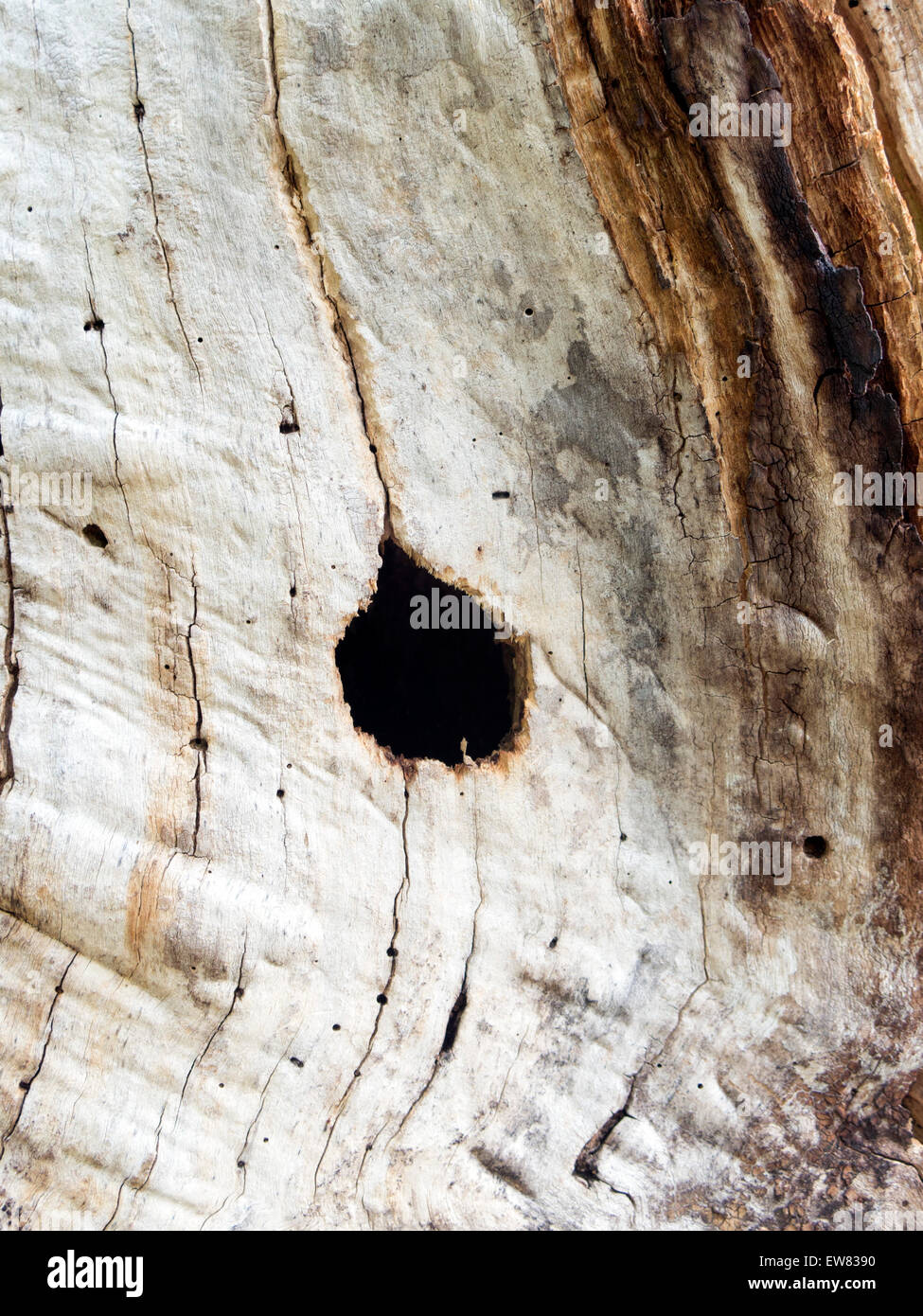Ein Loch in einen sterbenden Baumstamm ist der Eingang zu einem Vogelnest. Stockfoto