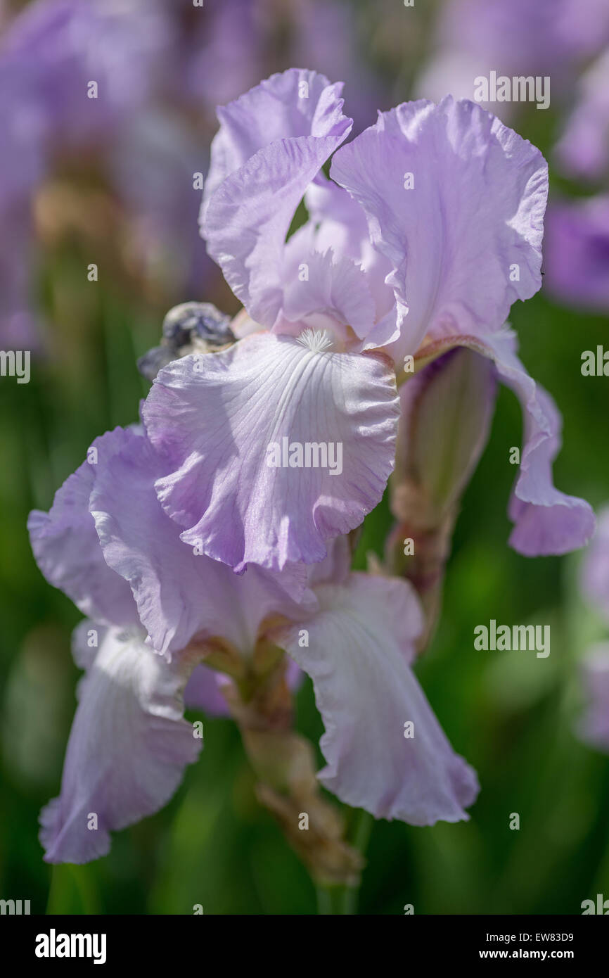 Blassen lila Schwertlilien Iris hautnah Stockfoto