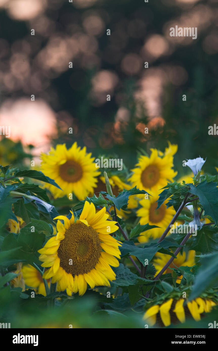 Feld von Sonnenblumen bei Sonnenuntergang in Starlight Indiana Stockfoto