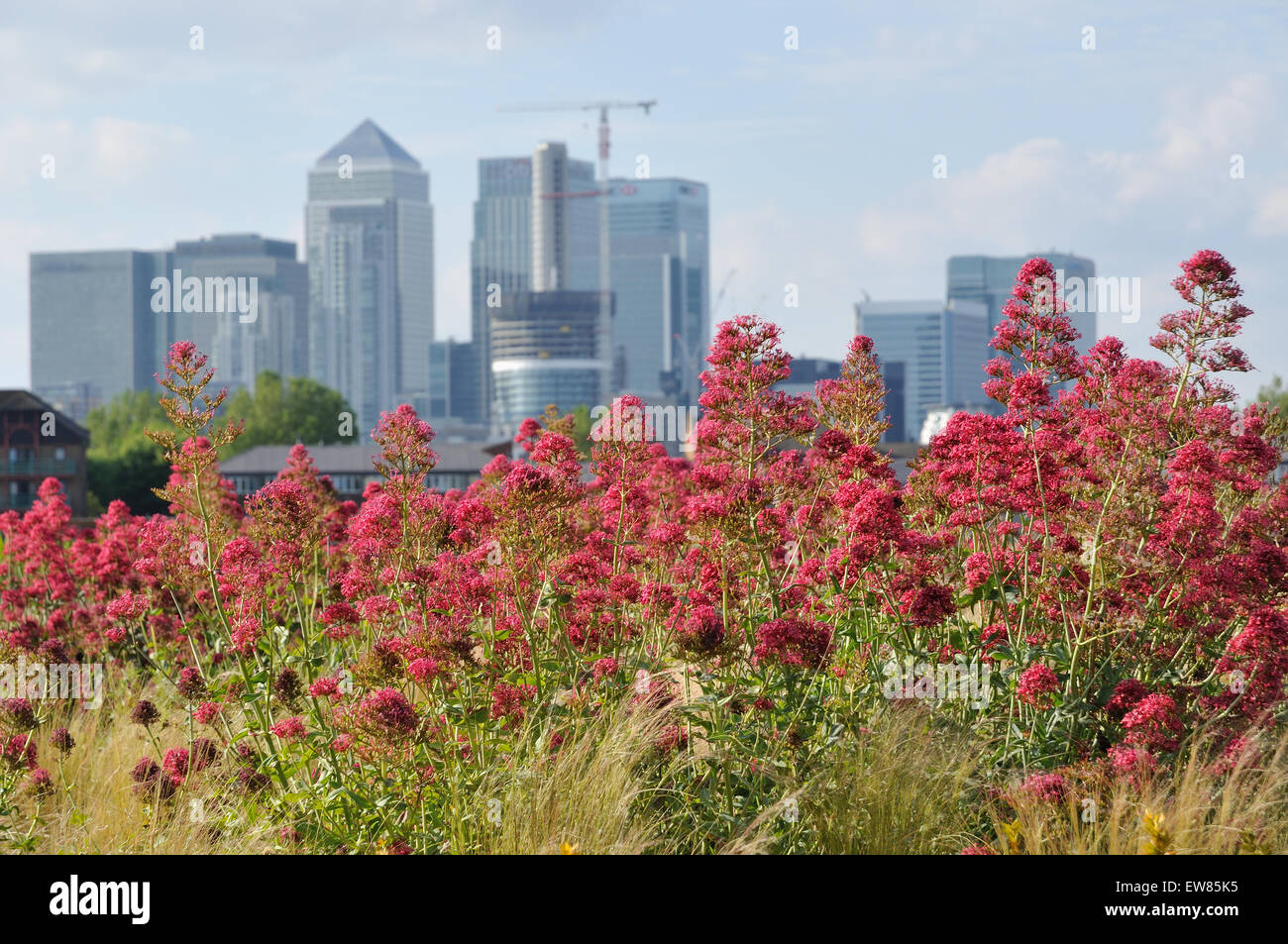 Cutty Sark Gärten, Greenwich, London, Canary Wharf im Hintergrund Stockfoto