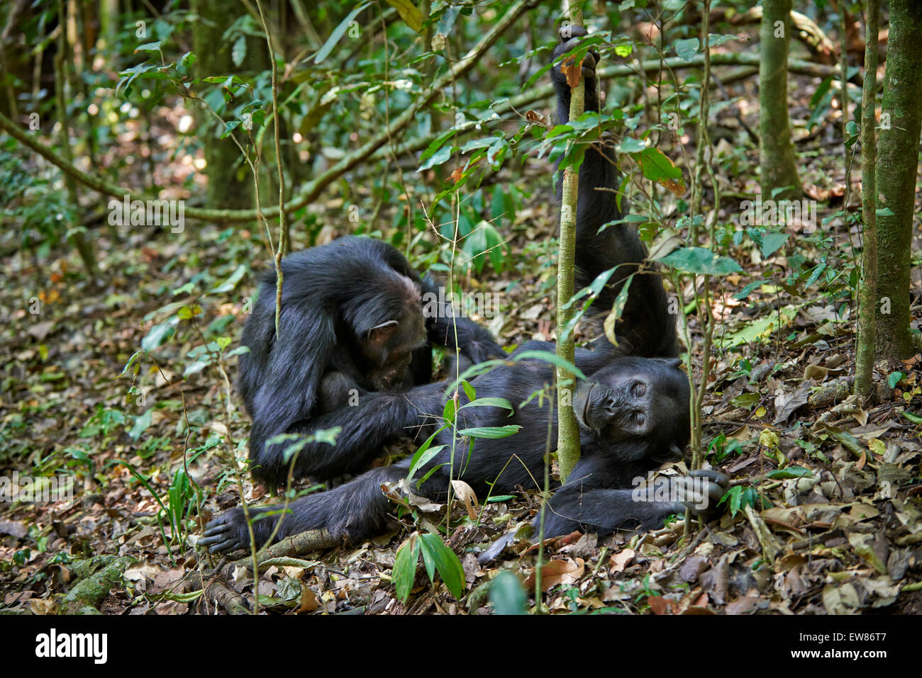 Entlausung gemeinsame Schimpanse, Pan troglodytes, Kibale Nationalpark, fortl Portal, Uganda, Afrika Stockfoto