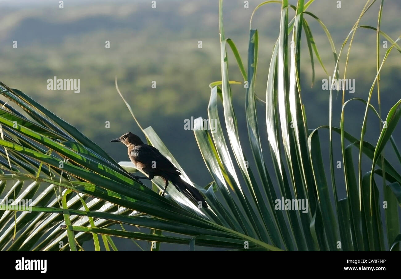 Weibchen mit Seezunge, Natur, Vogel auf Palmwedel, Costa Rica Stockfoto