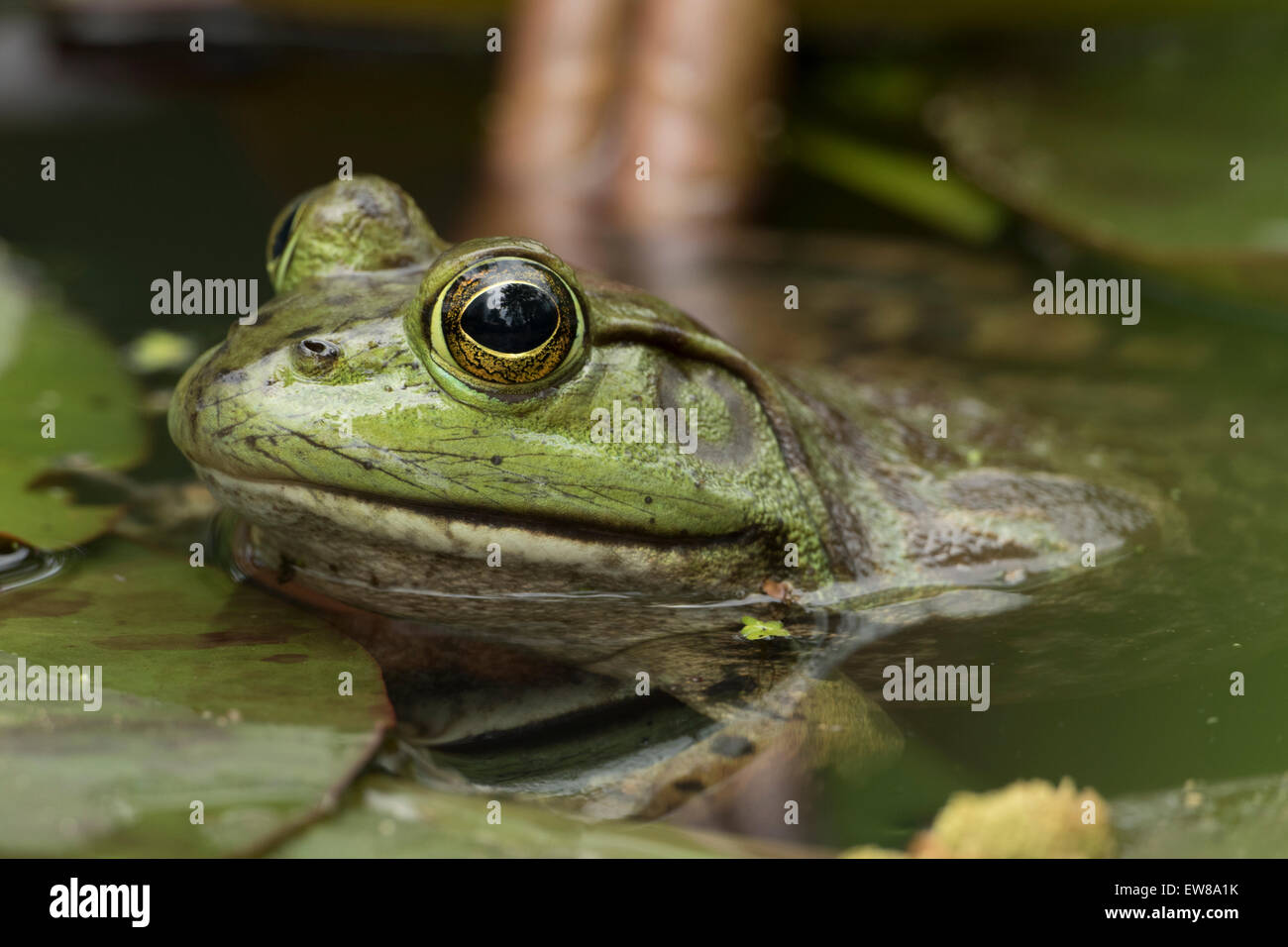 Bullfrog, Rana Catesbiena, Virginia Stockfoto