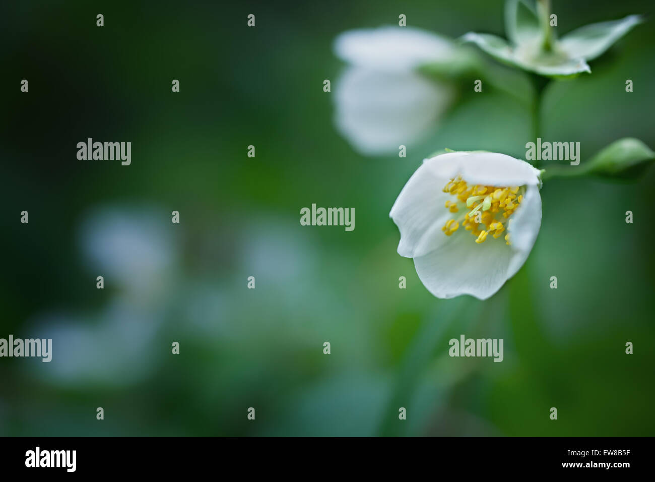 Weißen Jasminblüten auf einem Hintergrund von Laub Stockfoto