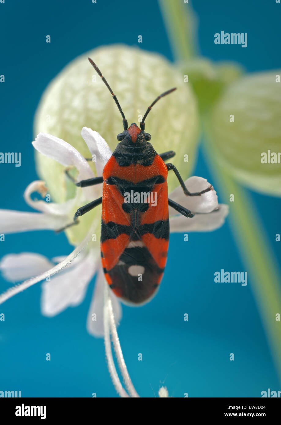 Red Bug Najemnik Pferd (Lygaeus Equestris) an der Blüte Silene Latifolia (Silene Latifolia). Stockfoto