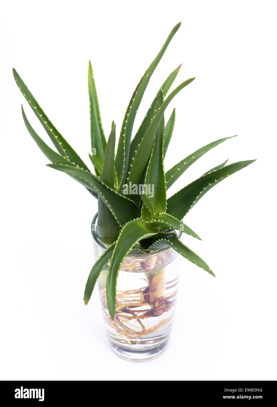 Aloe Vera ist eine stammlose saftigen Plan. Sprießen Wurzeln in einem Glas Wasser Stockfoto