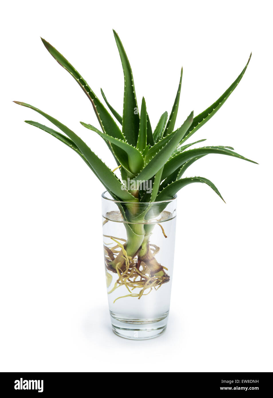 Aloe Vera ist eine stammlose saftigen Plan. Sprießen Wurzeln in einem Glas Wasser Stockfoto