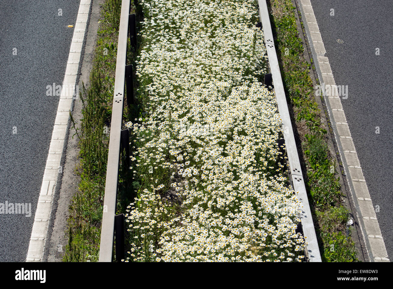 Wildblumen wachsen auf Mittelstreifen, Autobahn M50, Gloucestershire, England, UK Stockfoto
