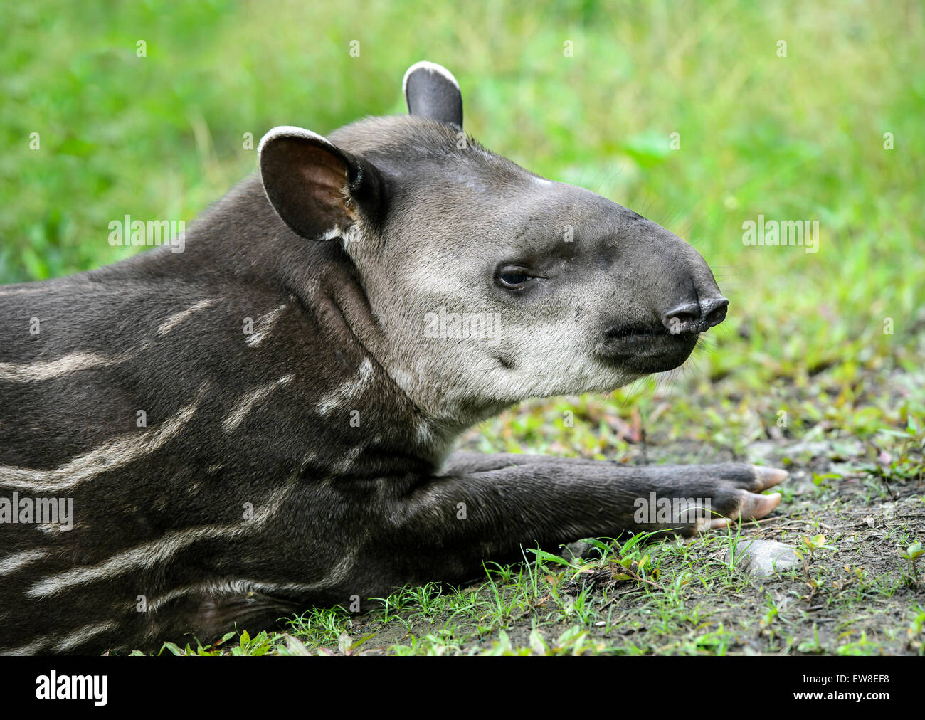 Juvenile Amazonas Tapir (Tapirus Terrestris), Tapir Familie (Tapiridae), Amazonas-Regenwald, Yasuni-Nationalpark in Ecuador Stockfoto
