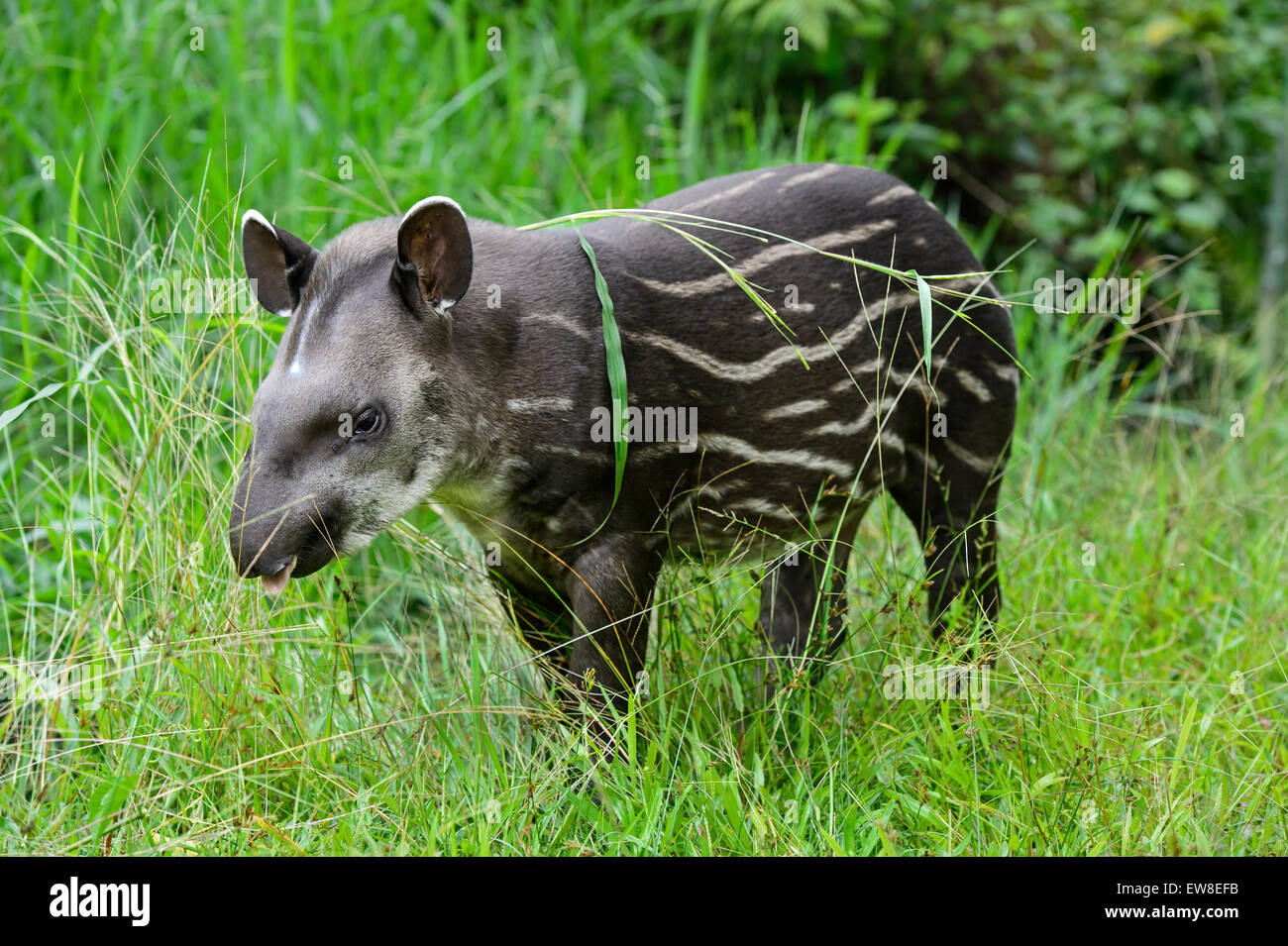 Juvenile Amazonas Tapir (Tapirus Terrestris), Tapir Familie (Tapiridae), Amazonas-Regenwald, Yasuni-Nationalpark in Ecuador Stockfoto