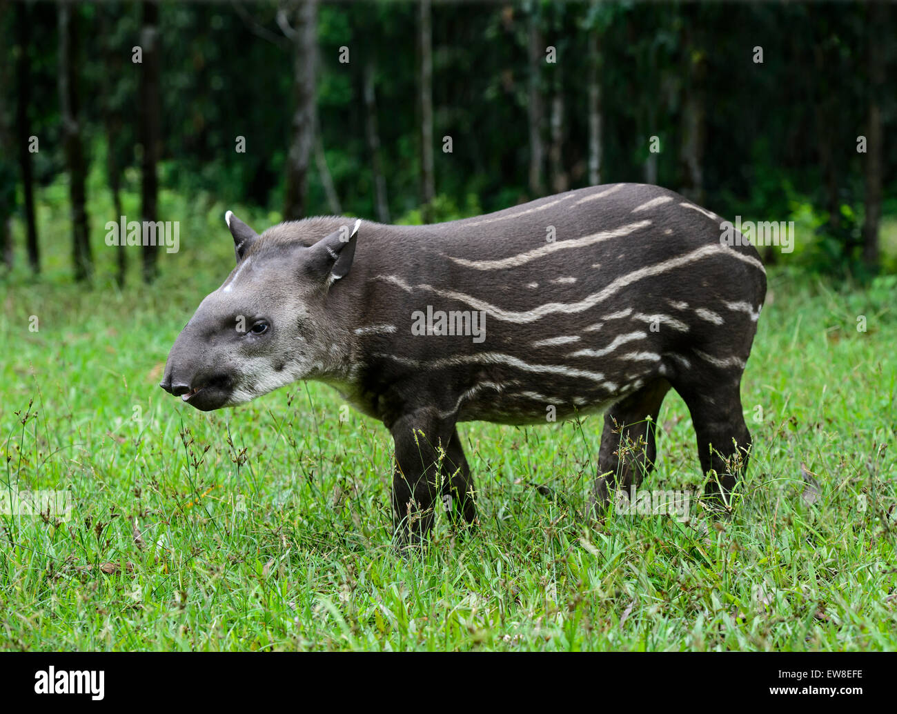 Juvenile Amazonas Tapir (Tapirus Terrestris), Tapir Familie (Tapiridae), Amazonas-Regenwald, Yasuni-Nationalpark in Ecuador Stockfoto