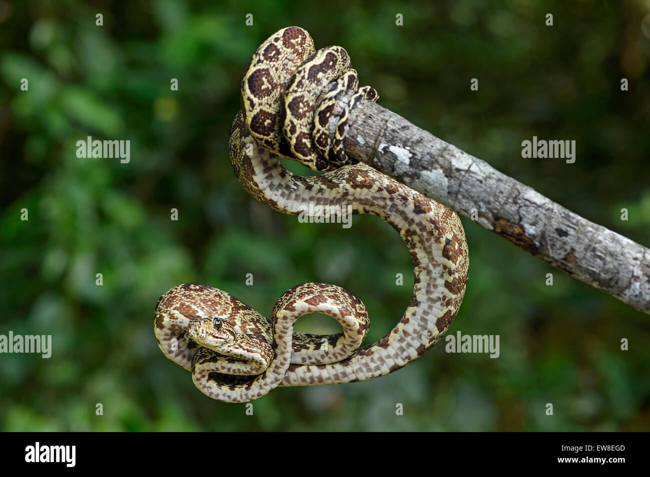 Amazon Tree Boa (Corallus Hortulanus), Boa Familie (Würgeschlangen), Amazonas-Regenwald, Yasuni-Nationalpark in Ecuador Stockfoto