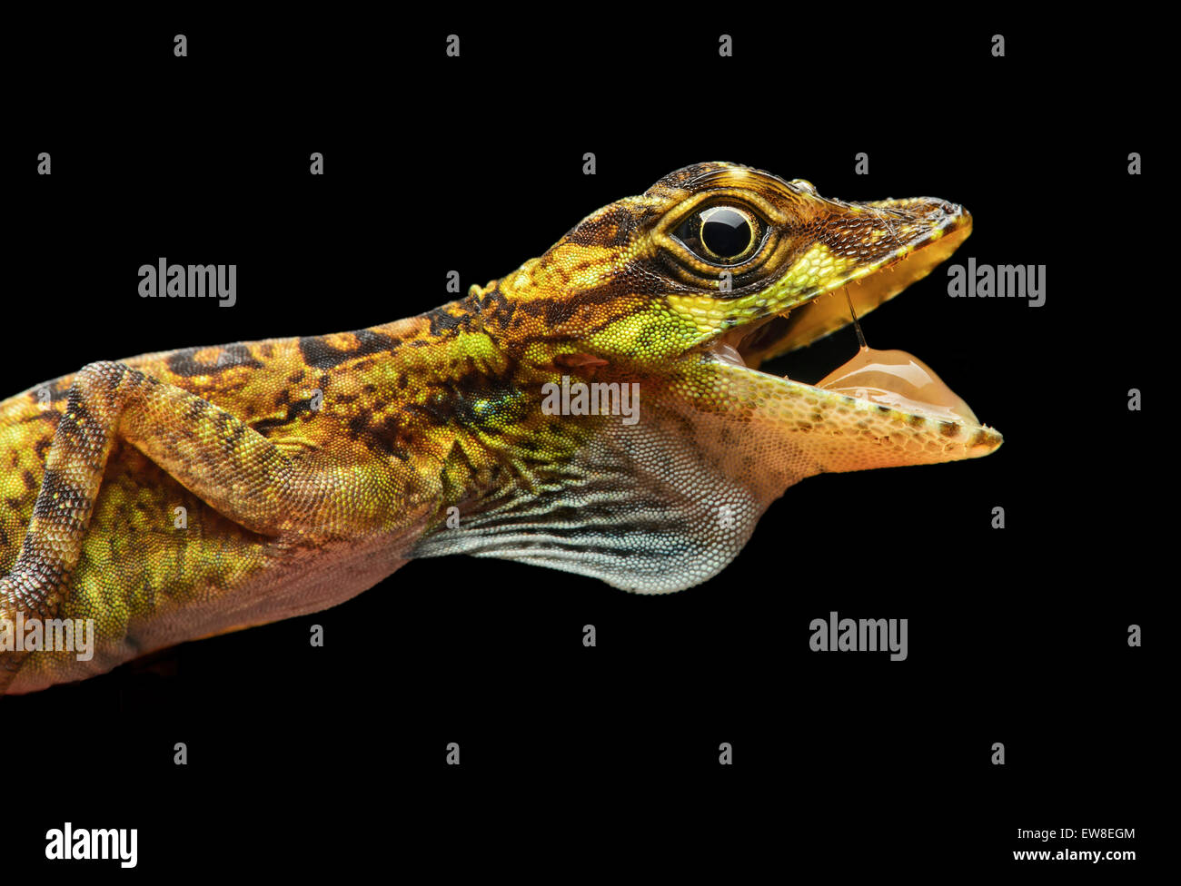 Männliche äquatorialen Anole Eidechse (Anolis Aequatorialis), Iguana Familie (Iguanidae), Mindo, Ecuador Stockfoto