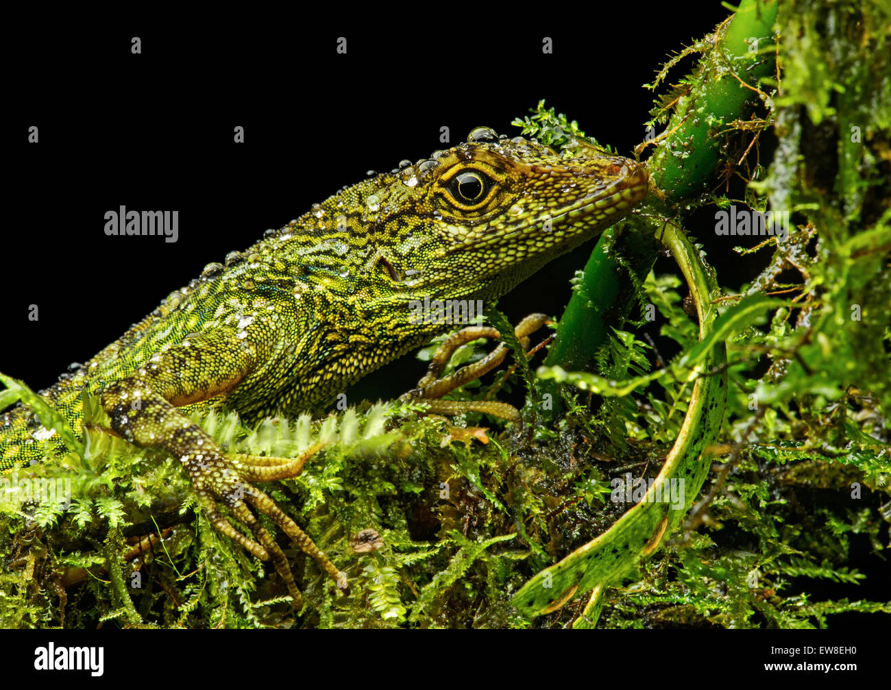 Männliche Gem Anole Eidechse (Anolis Gemmosus), Iguana Familie (Iguanidae), Pacific hängen der Anden Nebelwald, Mindo, Ecuador Stockfoto