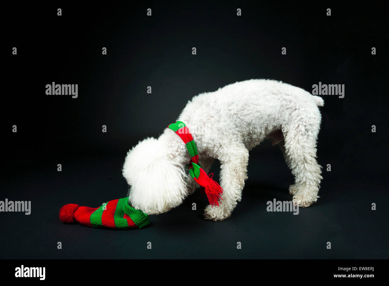 Pudel Bichon mix tragen festliche Schal während der Untersuchung passenden Hut Stockfoto