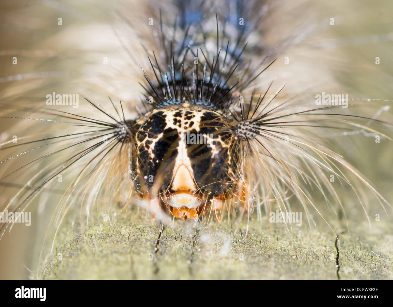 Ein Makro Nahaufnahme einer Raupe thront auf einem Holzbrett. Stockfoto