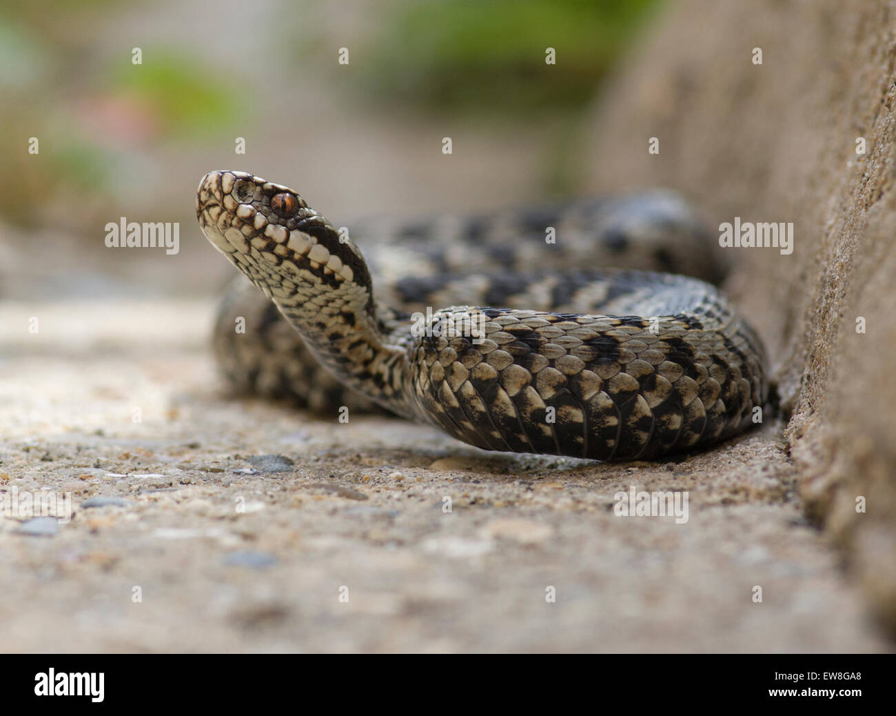 Vipera Berus Adder Schlange männlich hautnah auf Brownfield konkrete Stockfoto