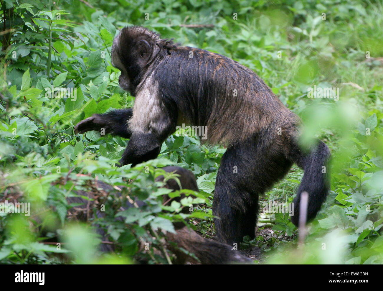 South American Golden aufgebläht oder Golden leitete Kapuziner Affen (Cebus Xanthosternos, Sapajus Xanthosternos) auf Nahrungssuche in einem Baum Stockfoto