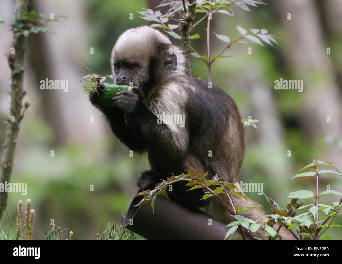 South American Golden aufgebläht oder Golden leitete Kapuziner-Affen (Cebus Xanthosternos, Sapajus Xanthosternos) in Apenheul Zoo Stockfoto