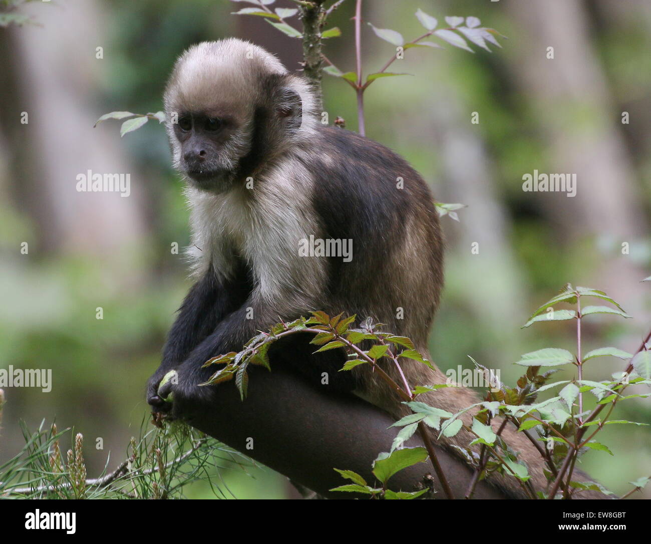 South American Golden aufgebläht oder Golden leitete Kapuziner-Affen (Cebus Xanthosternos, Sapajus Xanthosternos) in Apenheul Zoo Stockfoto
