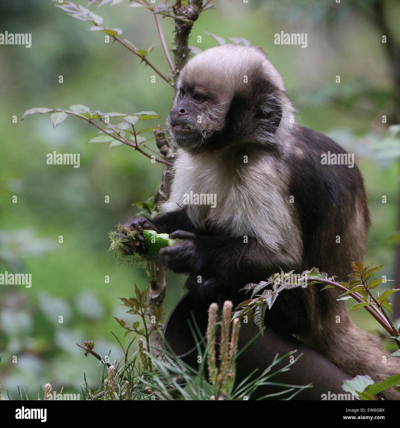 South American Golden aufgebläht oder Golden leitete Kapuziner Affen (Cebus Xanthosternos, Sapajus Xanthosternos) - Gefangene Tier Stockfoto