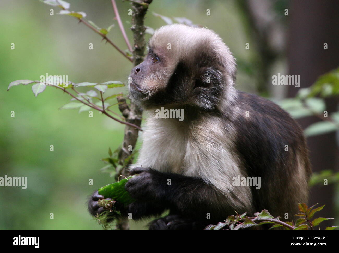 South American Golden aufgebläht oder Golden leitete Kapuziner-Affen (Cebus Xanthosternos, Sapajus Xanthosternos) Stockfoto