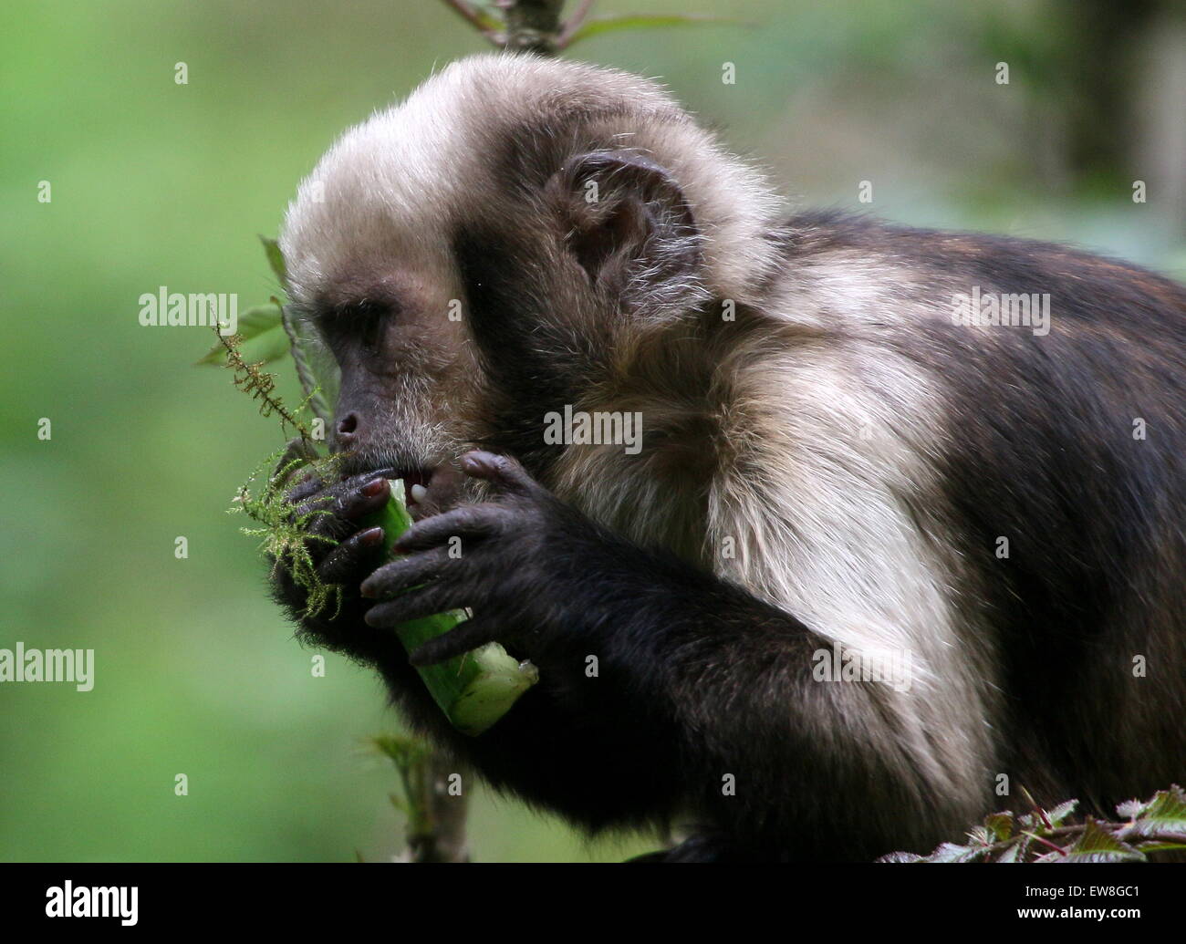 South American Golden aufgebläht oder Golden leitete Kapuziner-Affen (Cebus Xanthosternos, Sapajus Xanthosternos) Fütterung auf Gurke Stockfoto