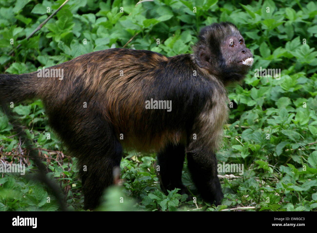 South American Golden aufgebläht oder Golden leitete Kapuziner-Affen (Cebus Xanthosternos, Sapajus Xanthosternos) Stockfoto