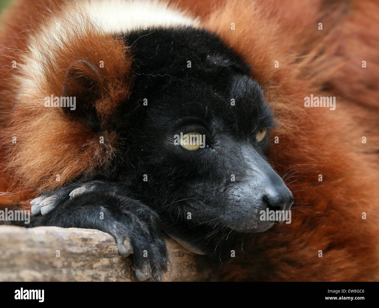 Nahaufnahme eines ausgereiften Madagaskar Red Ruffed Lemur oder Vari (Varecia Variegata Rubra) Stockfoto
