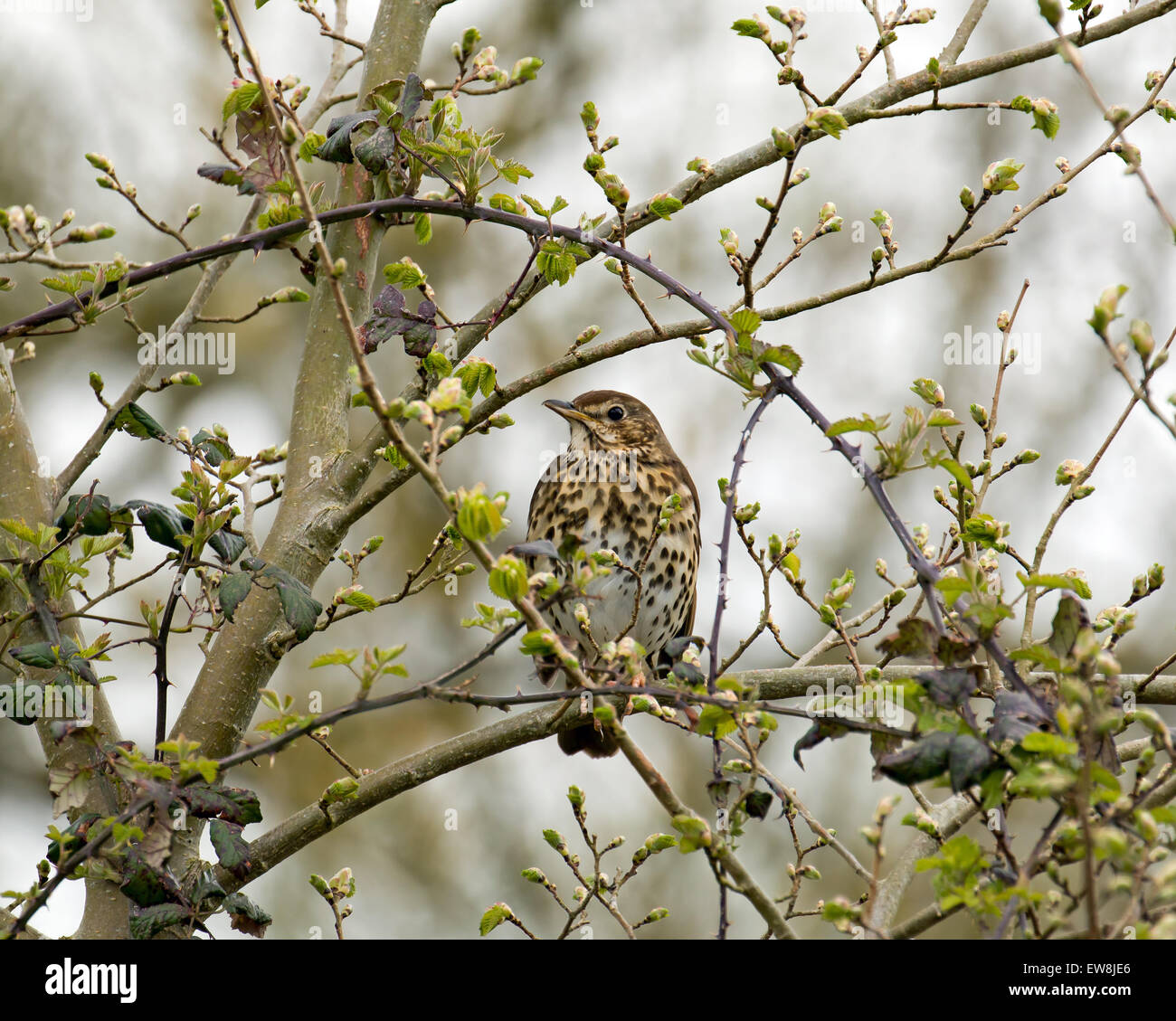 Singdrossel im Baum Stockfoto