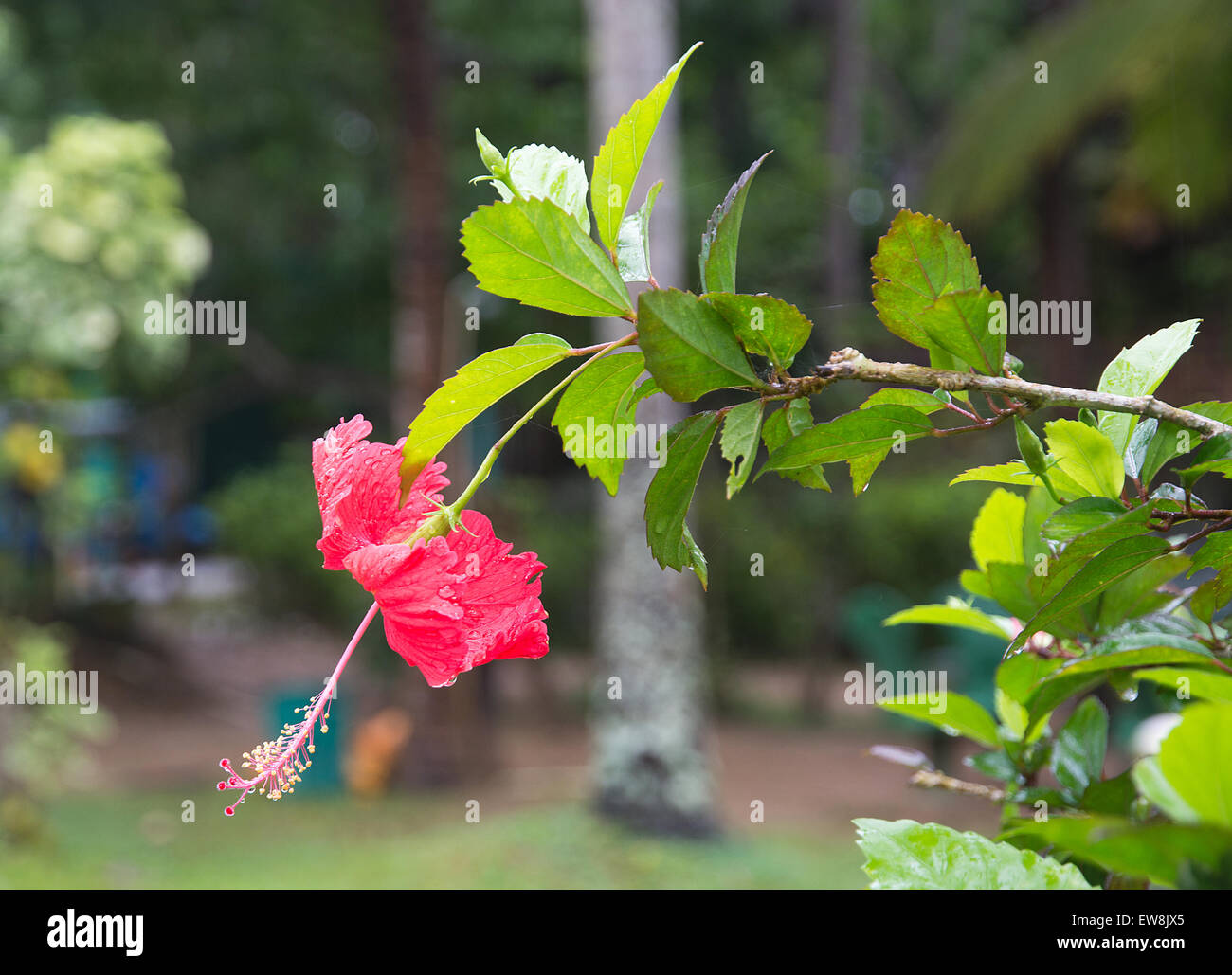 Roter Hibiskus exotische Blumen wachsen im grünen Dezember Garten in Sri Lanka, Asien. Stockfoto