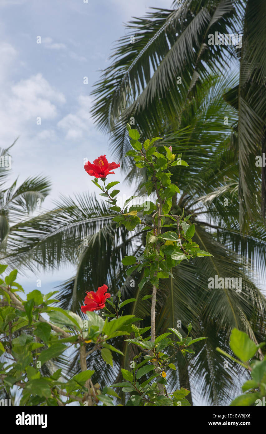Roter Hibiskus exotische Blumen wachsen im grünen Dezember Garten in Sri Lanka, Asien. Stockfoto