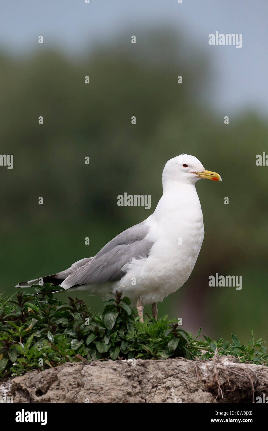 Kaspische Möve, Larus Cachinnans, einzelne Vogel durch Wasser, Rumänien, Mai 2015 Stockfoto