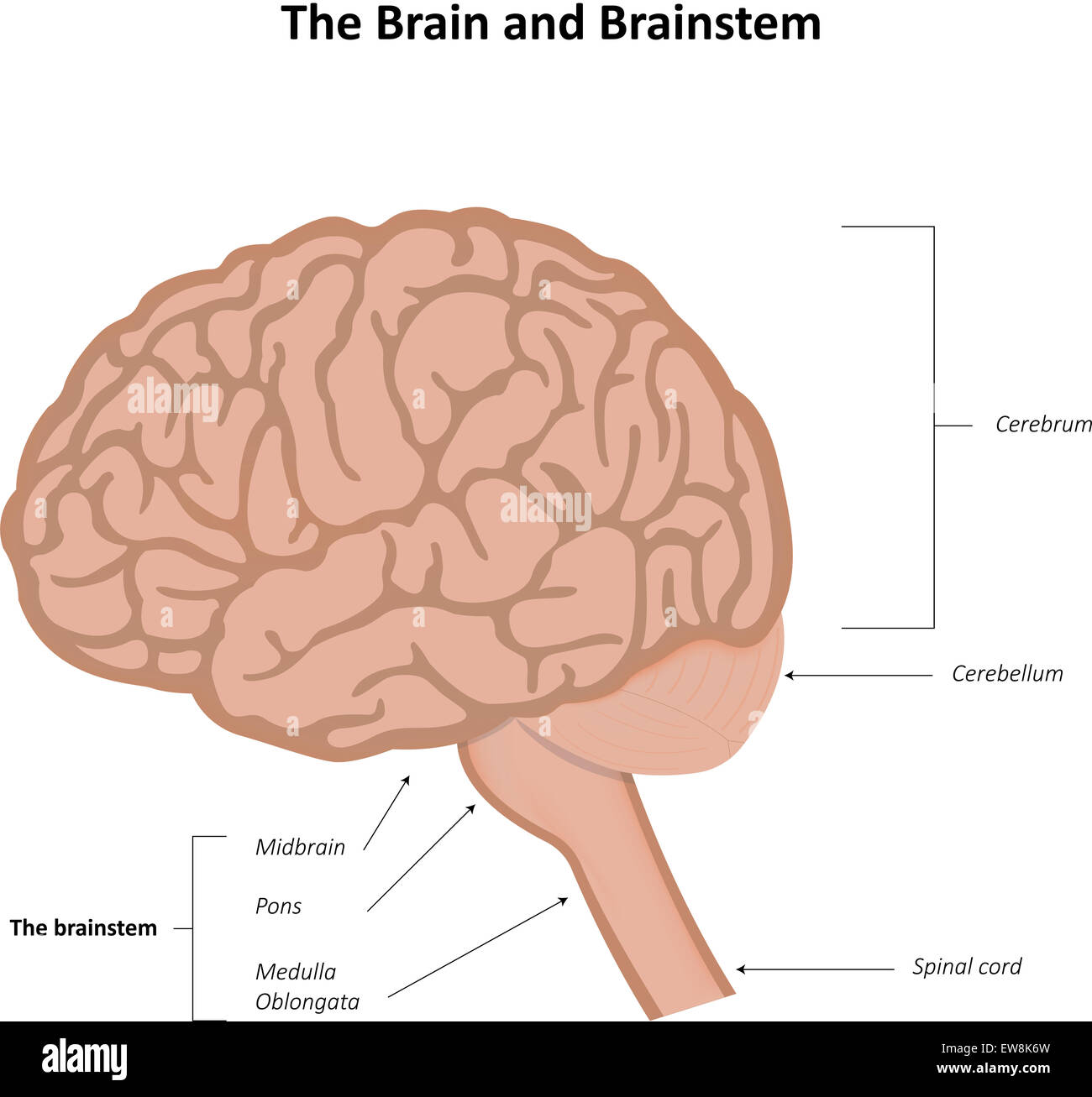 Das Gehirn und Hirnstamm Stockfoto