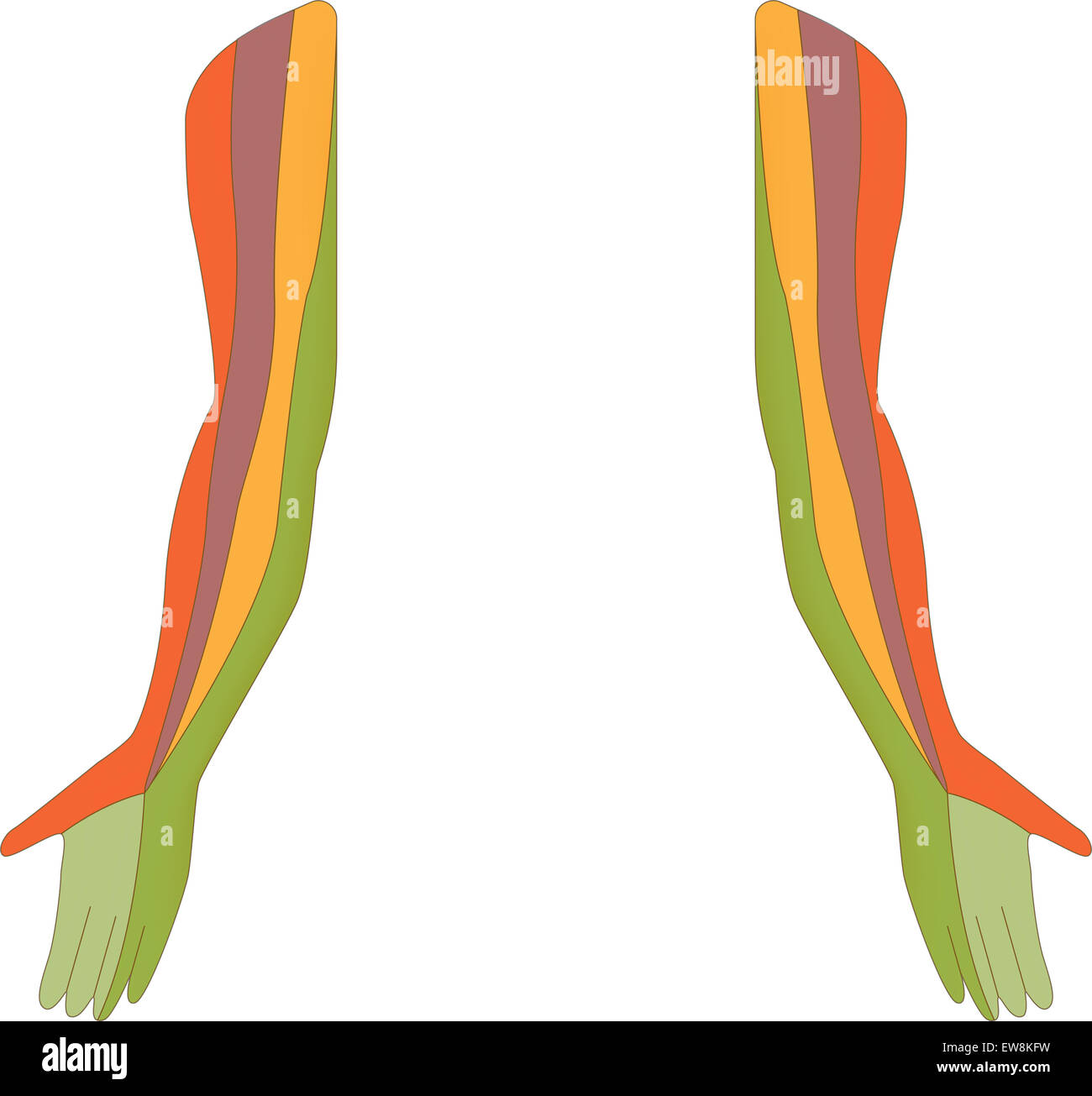 Dermatome Karte der oberen Extremität Stockfoto
