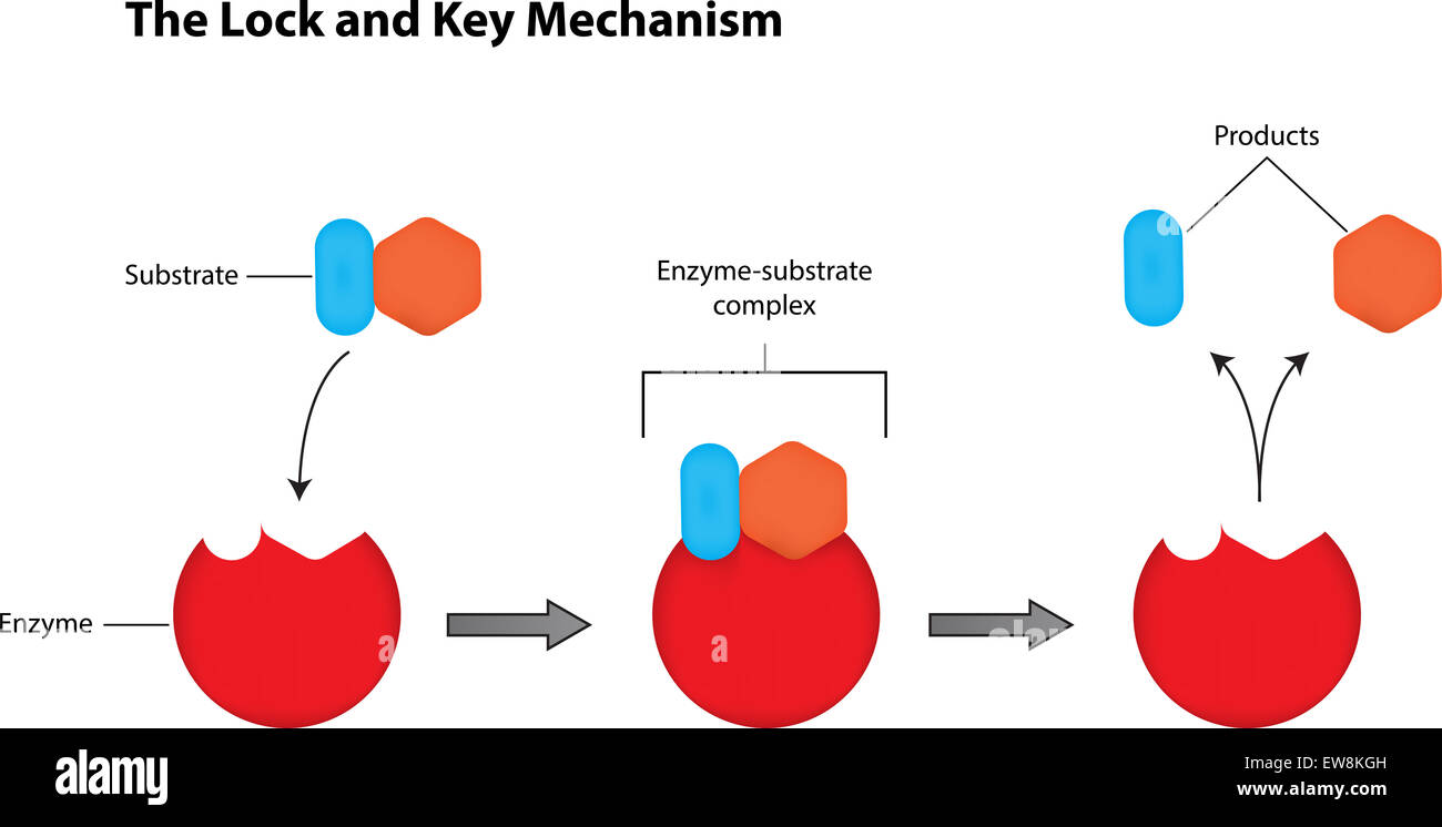 Schloss und Schlüssel Mechanismus der Enzyme beschriftet Illustration