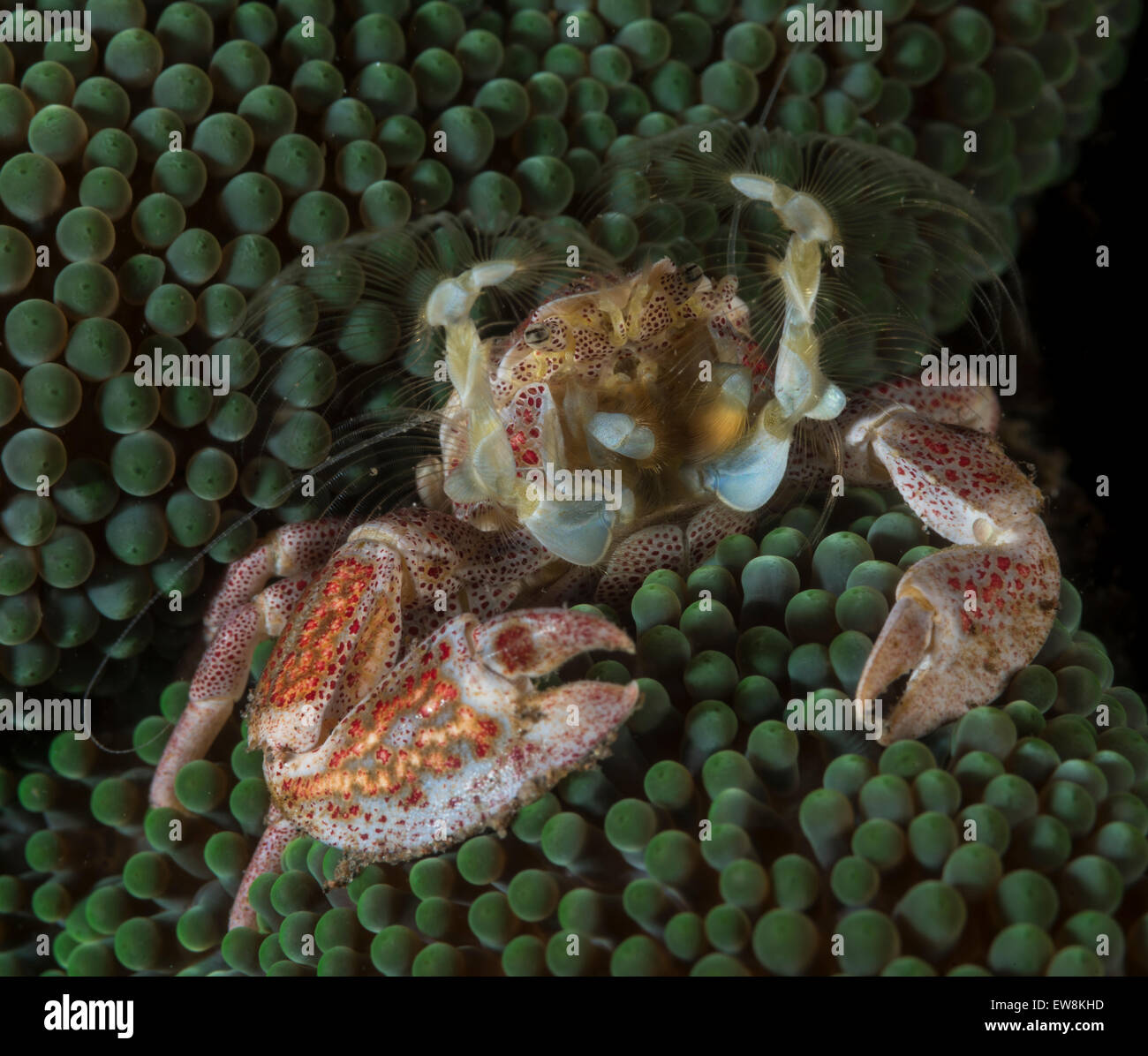 Porzellan-Krabbe versteckt in einer anemone Stockfoto