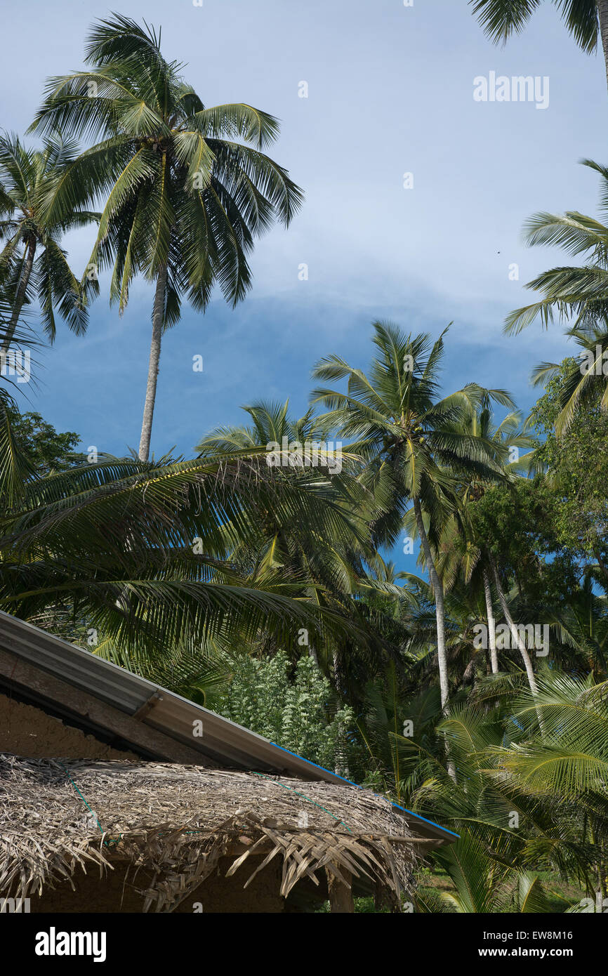 Kokosnuss-Palmen, üppige grüne Dschungel-Garten und Himmel im remote-Standort, südlichen Provinz, Sri Lanka, Asien. Stockfoto