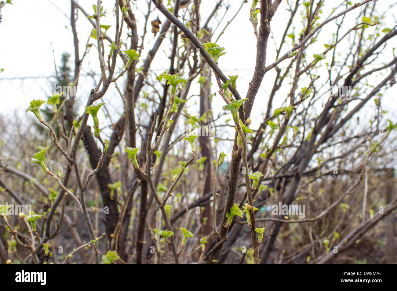 Die erste Feder sanft Blätter, Knospen und Zweige Makro Hintergrund Stockfoto