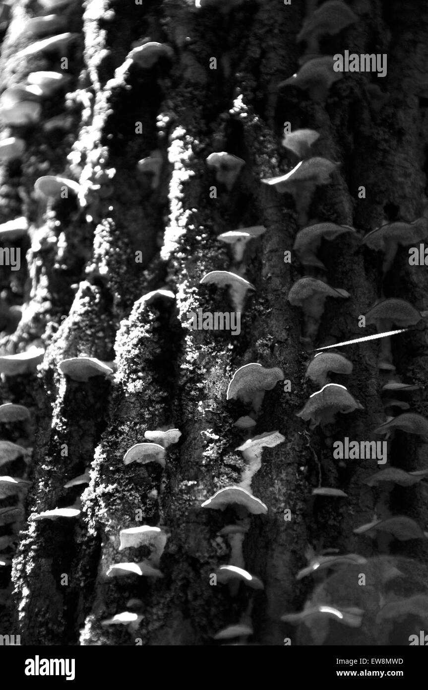 Pilze wachsen auf einem Baumstamm in Massachusetts Stockfoto