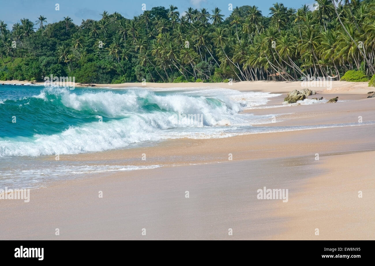 Grüne Welle mit weißen Seafoam Closeup auf sandigen Paradiesstrand, Sri Lanka, Asien. Stockfoto