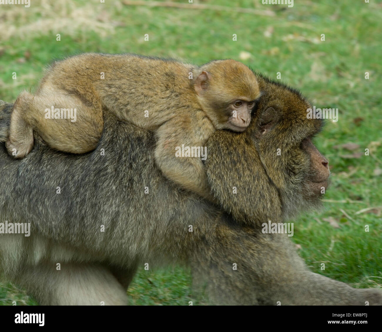 Makaken Berberaffen aus Monkey Forest, Trentham. Stockfoto