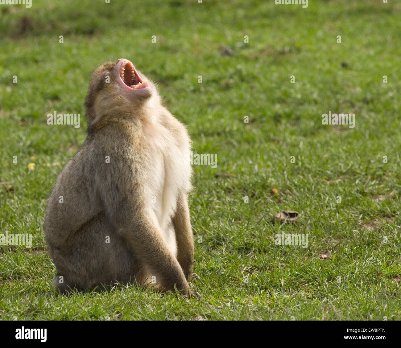 Barbary Macaque Affen vom Affenwald, Trentham. Stockfoto