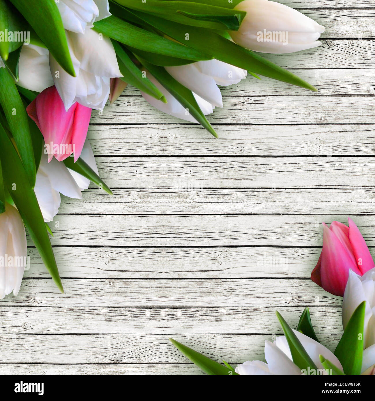 Rosa und weiße Tulpen isoliert auf weißem Holz Hintergrund mit Textfreiraum Stockfoto