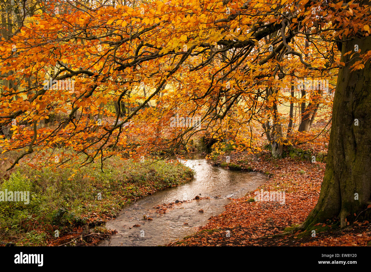 Herbst am Lumsdale fällt n Peak District, Derbyshire England UK Stockfoto