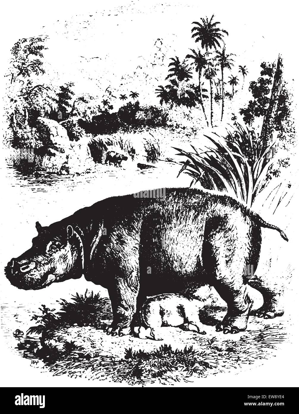 Nilpferd mit seinen jungen, graviert Vintage Illustration. Animaux Sauvages et Domestiques - für Kinder - 1892. Stock Vektor