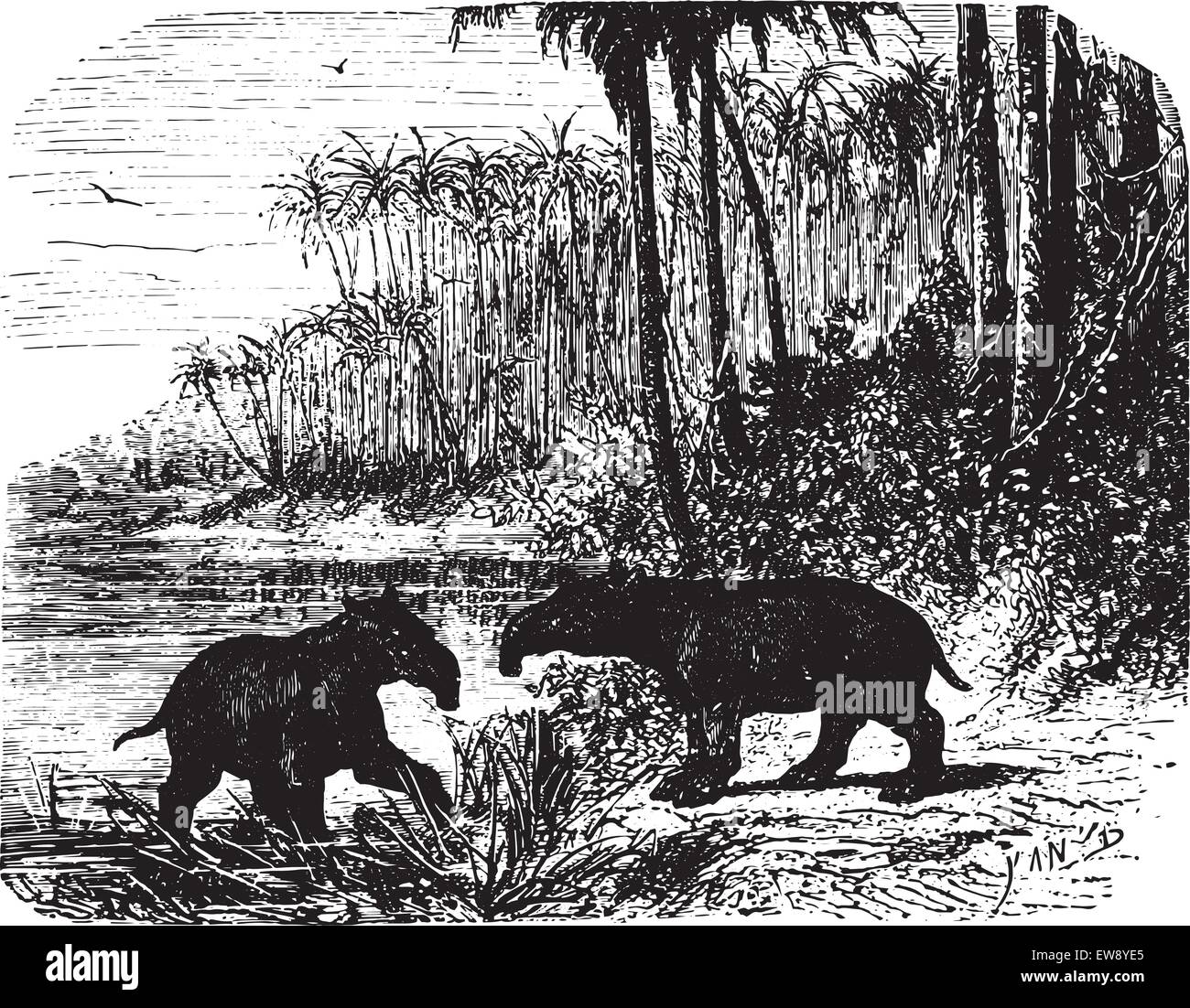 Zwei riesige Ameisenbären im Wald, graviert Vintage Illustration. Animaux Sauvages et Domestiques - für Kinder - 1892. Stock Vektor