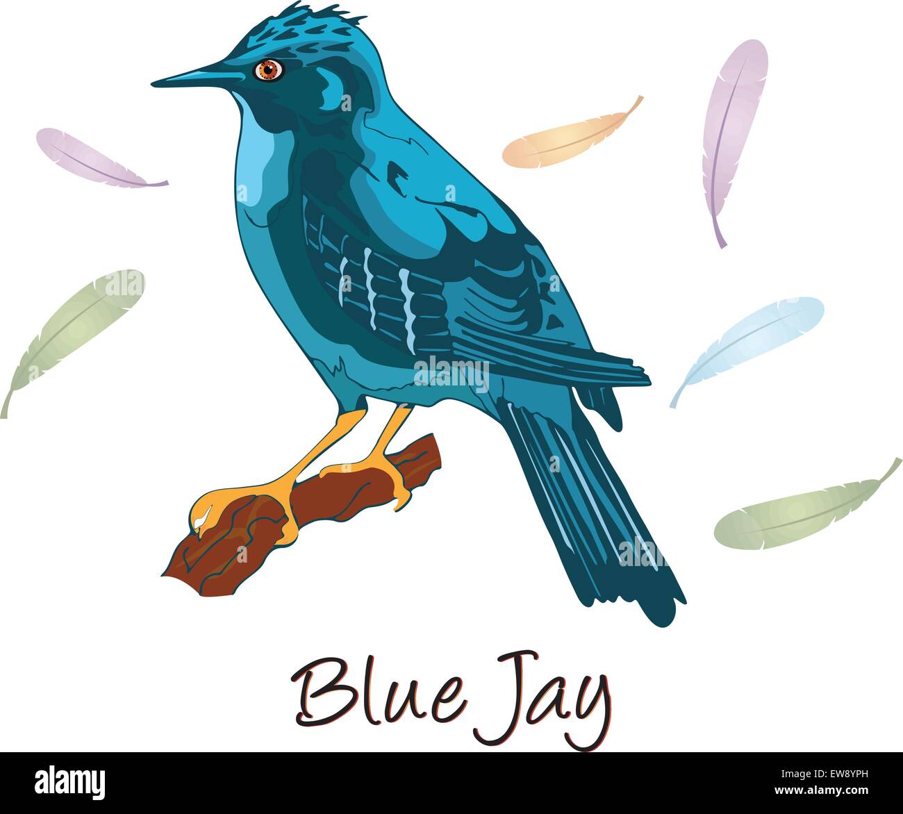 Blue Jay, thront auf einem Ast, farbigen Illustration Stock Vektor