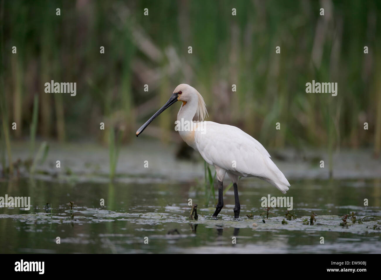 Löffler, Platalea Leucorodia, einziger Vogel im Wasser, Rumänien, Mai 2015 Stockfoto