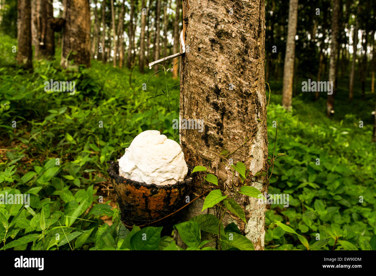 Ein gezapftes Par Gummibaum (Hevea Brasiliensis) in eine Tasse fr die  Verarbeitung zu Naturkautschuk Latex Tropfen Stockfotografie - Alamy